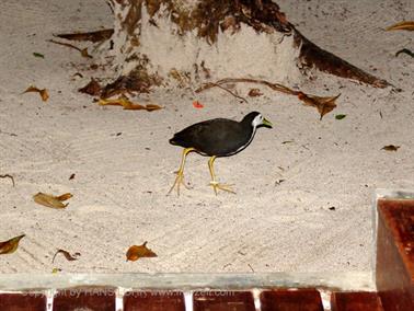 2004 Meedhupparu Malediven,_DSC03710 B_478